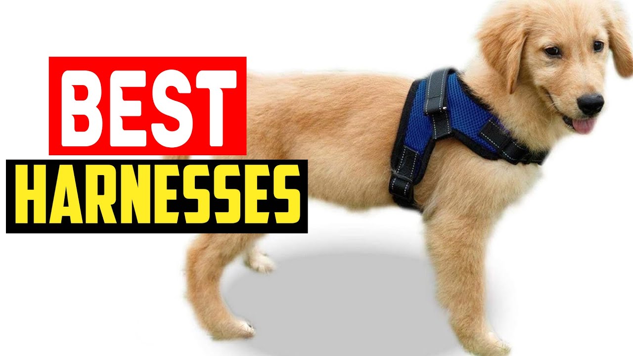 ✅Top 5 Best Harnesses for Golden Retrievers in 2025