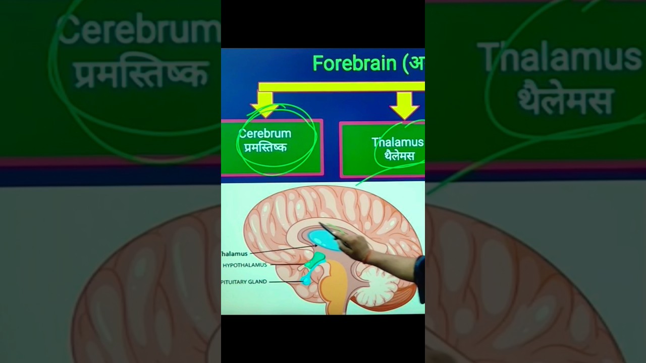 cerebrum thalamus hypothalamus 💥 forebrain parts 💥 function of human brain
