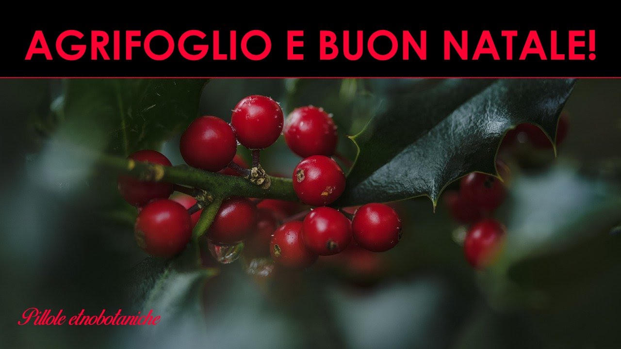 PILLOLE ETNOBOTANICHE - Agrifoglio e auguri a Camaiore