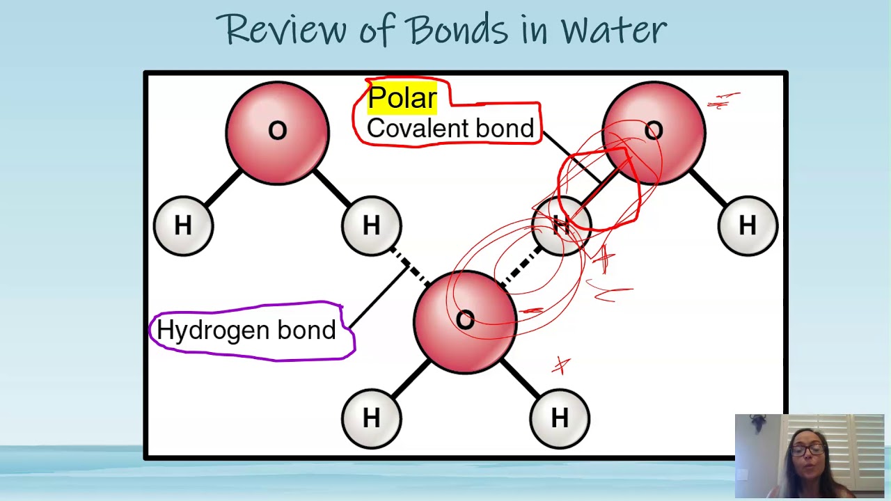 Properties of Water AP Bio Topic 1.1