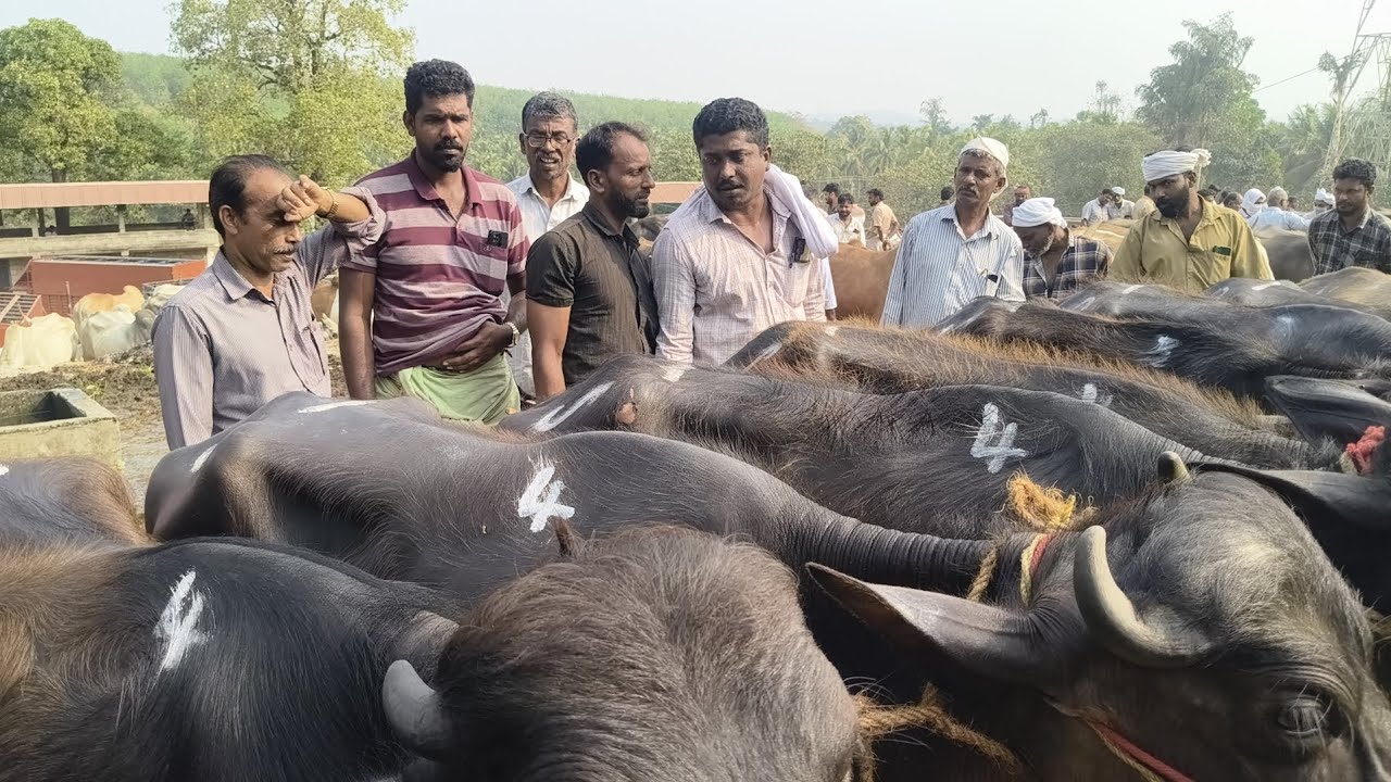 പെരുമ്പിലാവ് ചന്തയിൽ സന്തോഷ് പോത്തുകളെ കച്ചവടം ചെയ്യുന്നു നല്ല കസ്റ്റമർ ഉണ്ട് സന്തോഷ് കയ്യിൽ 
