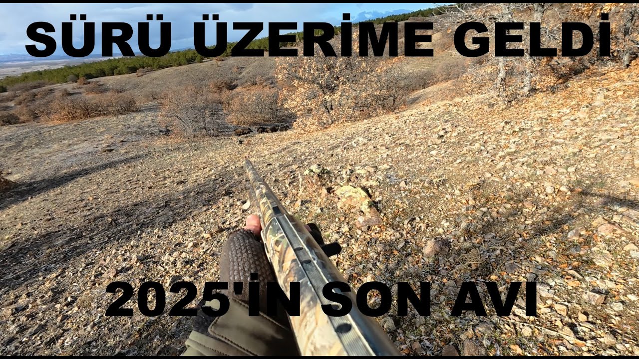 &Uuml;zerime Gelen Domuz S&uuml;r&uuml;s&uuml;. Wild Boar Hunting 2025.