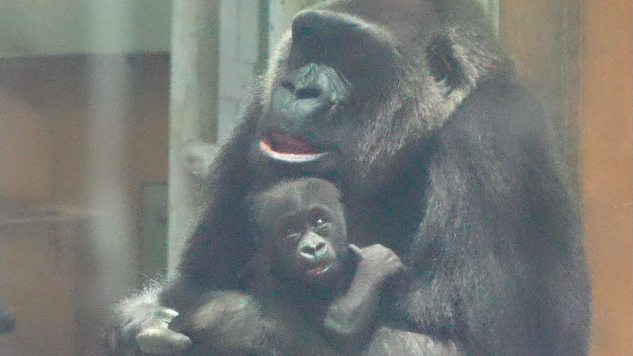 Шепот весны: Новая дистанция между мамой-гориллой и сыном Gorillas genki / ape #gorilla