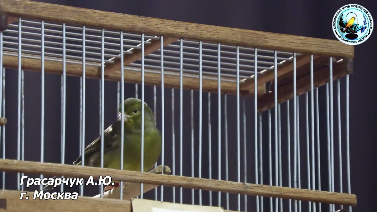 МКЛК конкурс пения канареек 30 ноября 2024 года часть 2