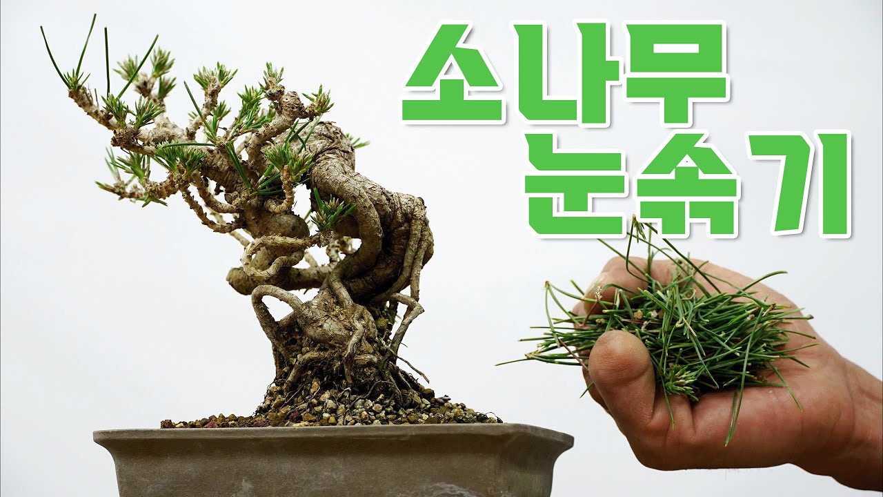 소나무 눈솎는 노하우 ㅣ 해송소품 ㅣa species of pine thin out