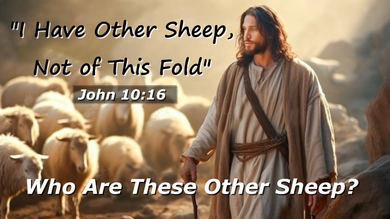 ONE FLOCK, ONE SHEPHERD
