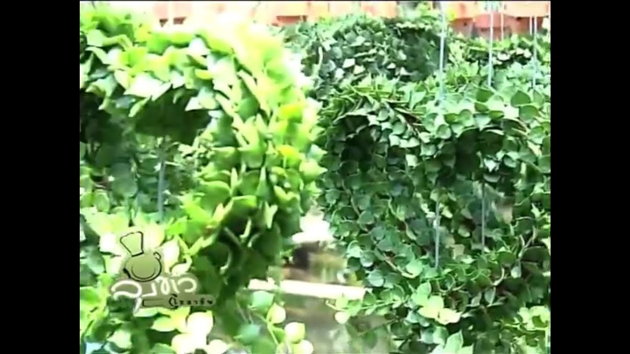 ลุงขาวไขอาชีพ - ไม้ประดับแขวน