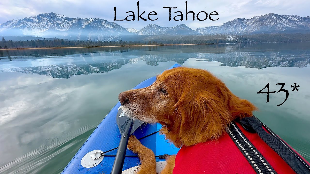 Paddle boarding Lake Tahoe In the Winter with my DOG and EAGLES.