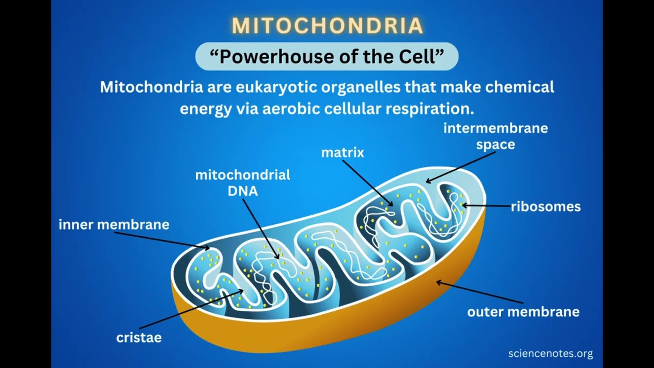 Estrogen powers your Brain - Estrogen ATP Neuroscience