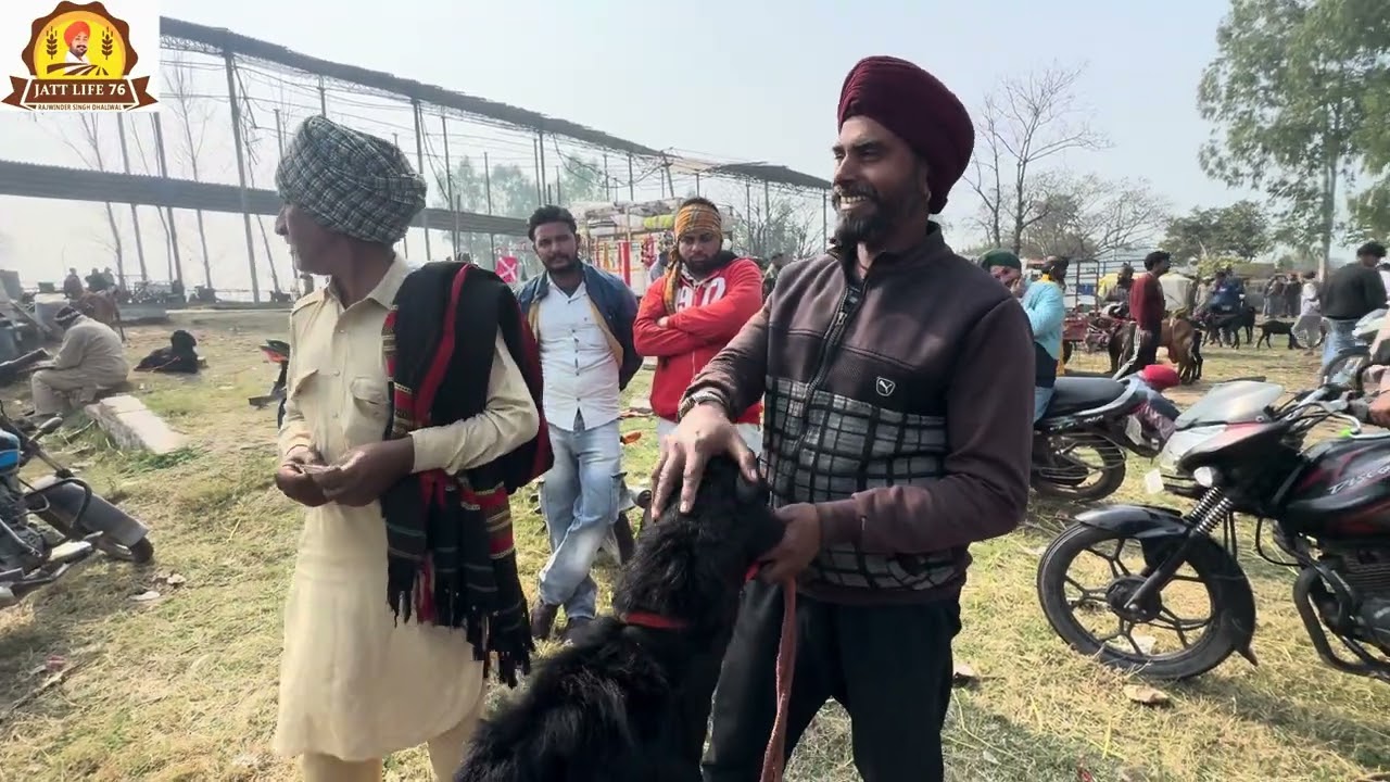 ਬੱਕਰੀ 🐐 ਮੰਡੀ ਲੌਗੋਵਾਲ ਵਿੱਚ ਬੱਕਰੇ ਦਾ ਸੋਦਾ ਵੇਖੋ ਜੀ ਰਾਜੂ ਦਿੱੜਬਾ ਨੇ ਮਸਾਂ ਹੀ ਸਿਰੇ ਚਾੜ੍ਹਿਆ ਵੇਖੋ 📹 ਵੀਡੀਓ ਵਿਚ