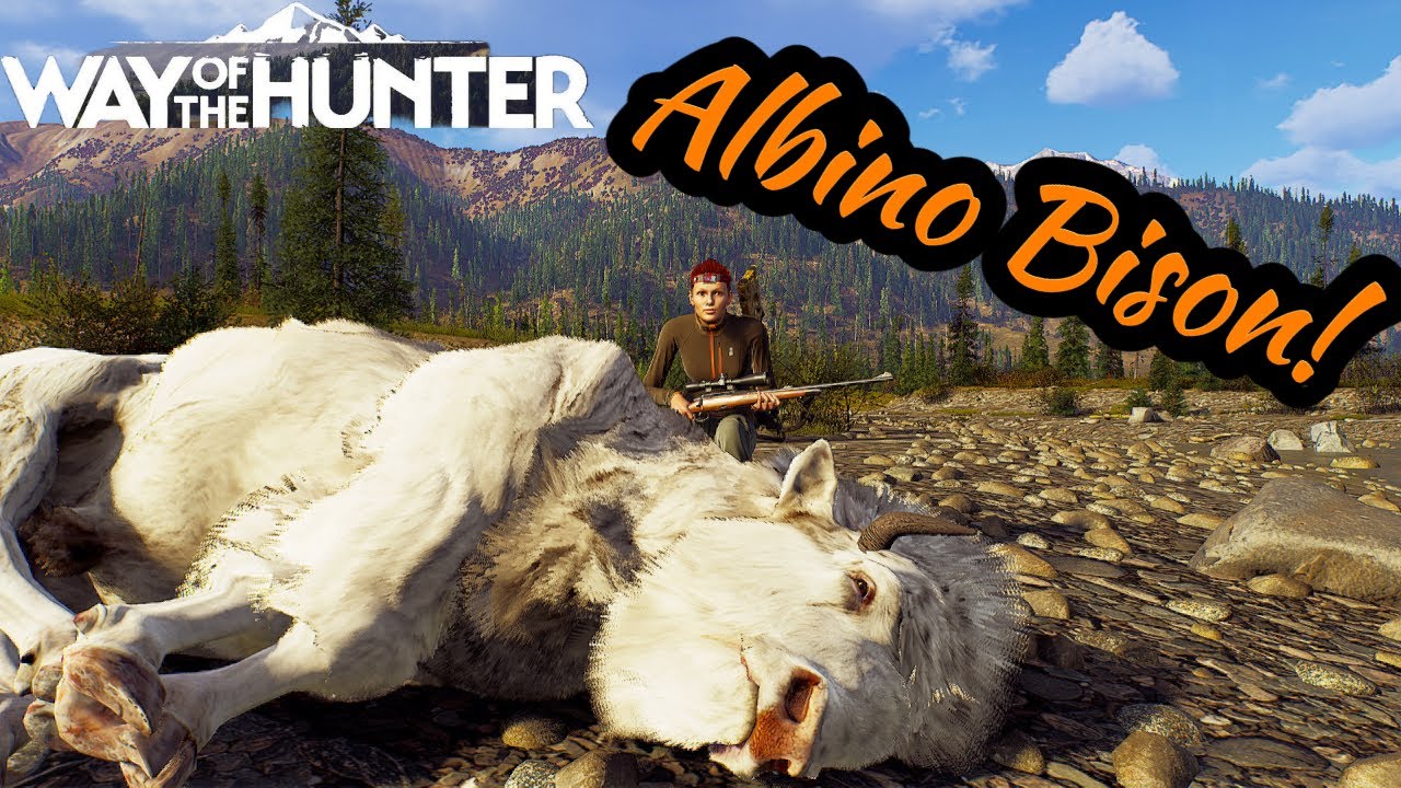 Albino Bison with some funny moments!