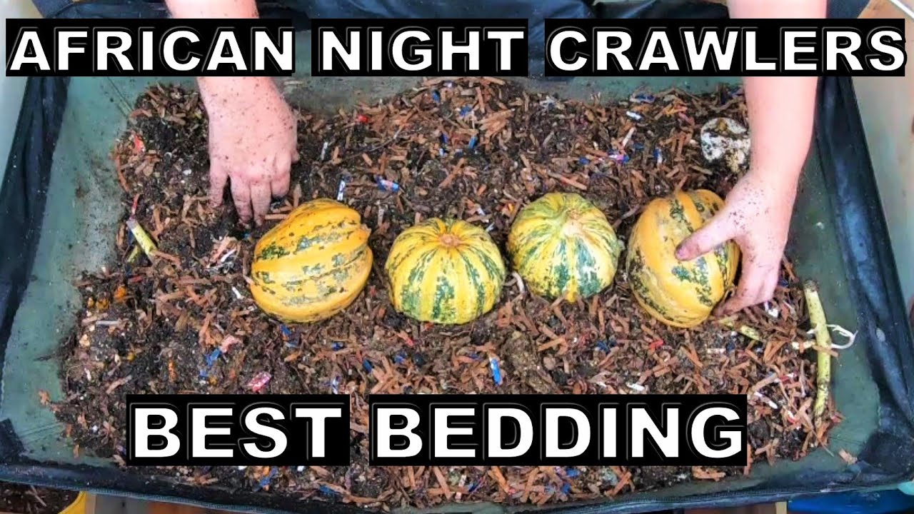 African Night Crawlers' Preferred Bedding
