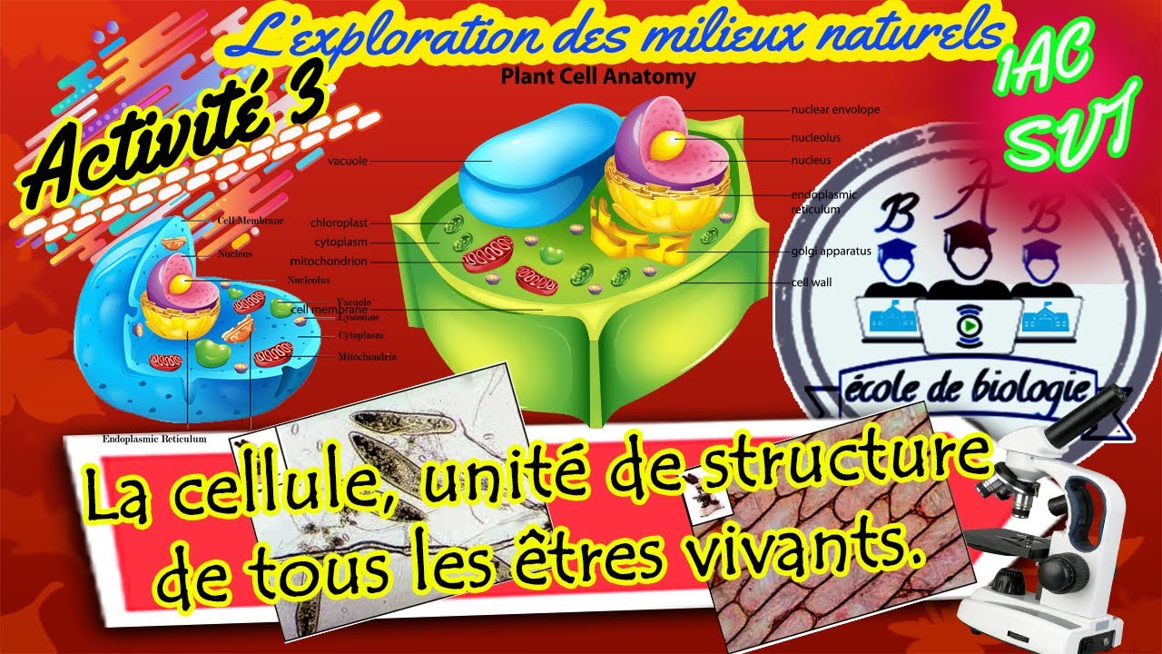 Activité 3 : La cellule, unité de structure de tous les êtres vivants. *1AC SVT BIOF*