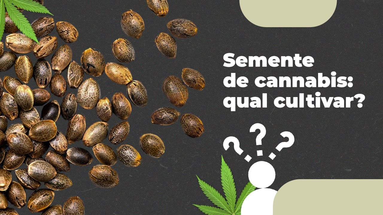 Como escolher as melhores sementes de Cannabis?