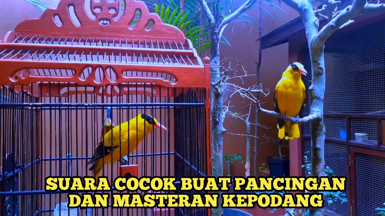 KEPODANG EMAS GACOR SUARA COCOK BUAT PANCINGAN BURUNG KEPODANG YANG MALAS BUNYI