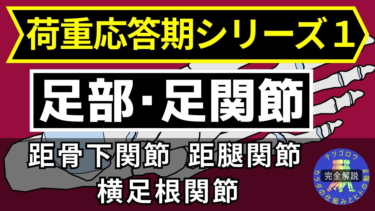 【完全解説】正常歩行のメカニズム 荷重応答期1足部・足関節の運動制御　この動画では、荷重応答期における足部・足関節の運動制御について、段階的に整理して解説しています。