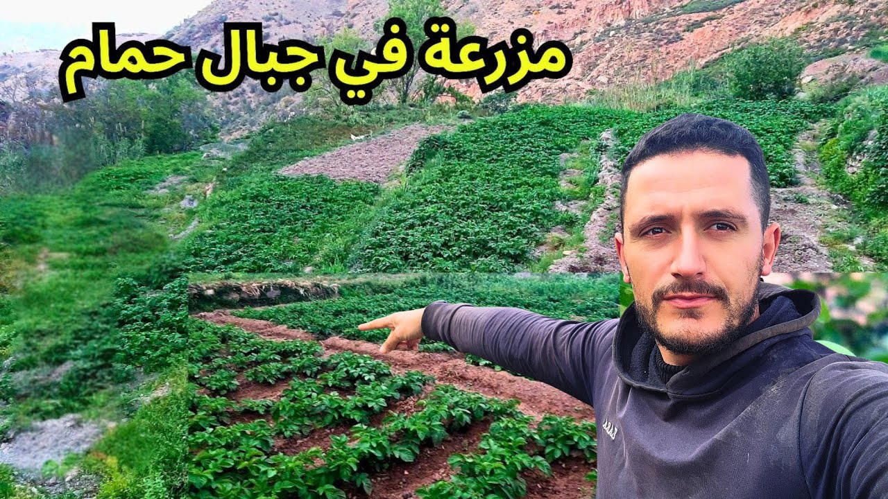 الحياة اليومية في جبال حمام منبع طبيعة والجلبان البلدي وخيرات الله هنا...