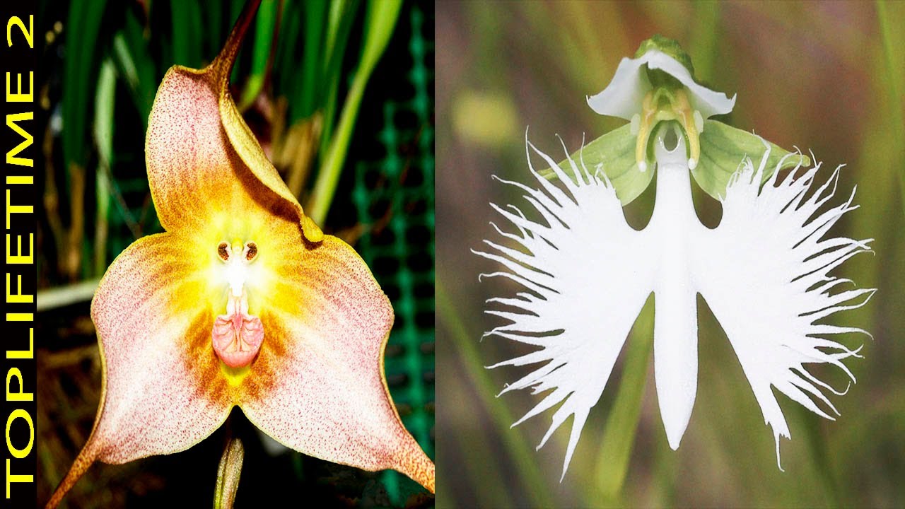 10 Flores Con Forma de Animales y Personas
