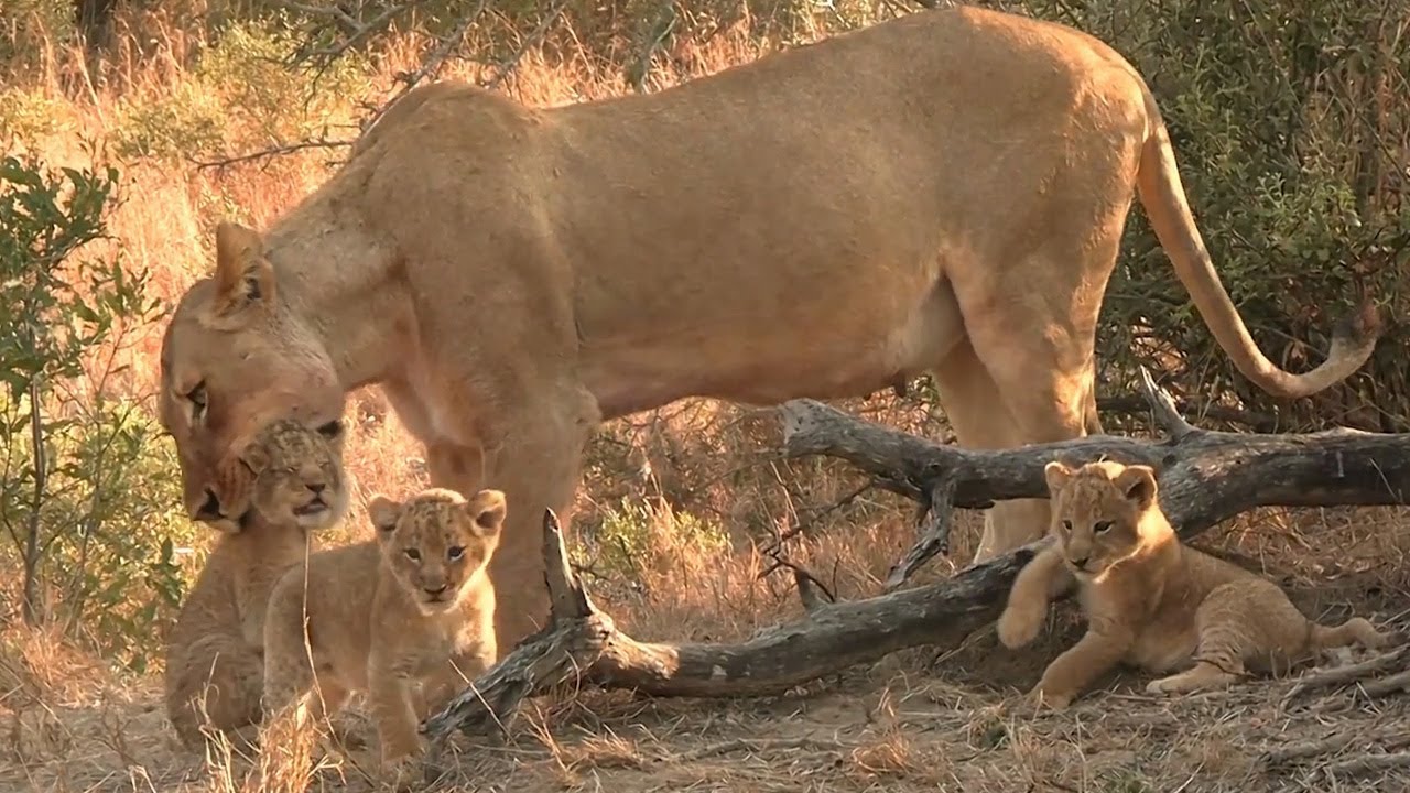 Playful Lion Cubs Annoy Their Mother