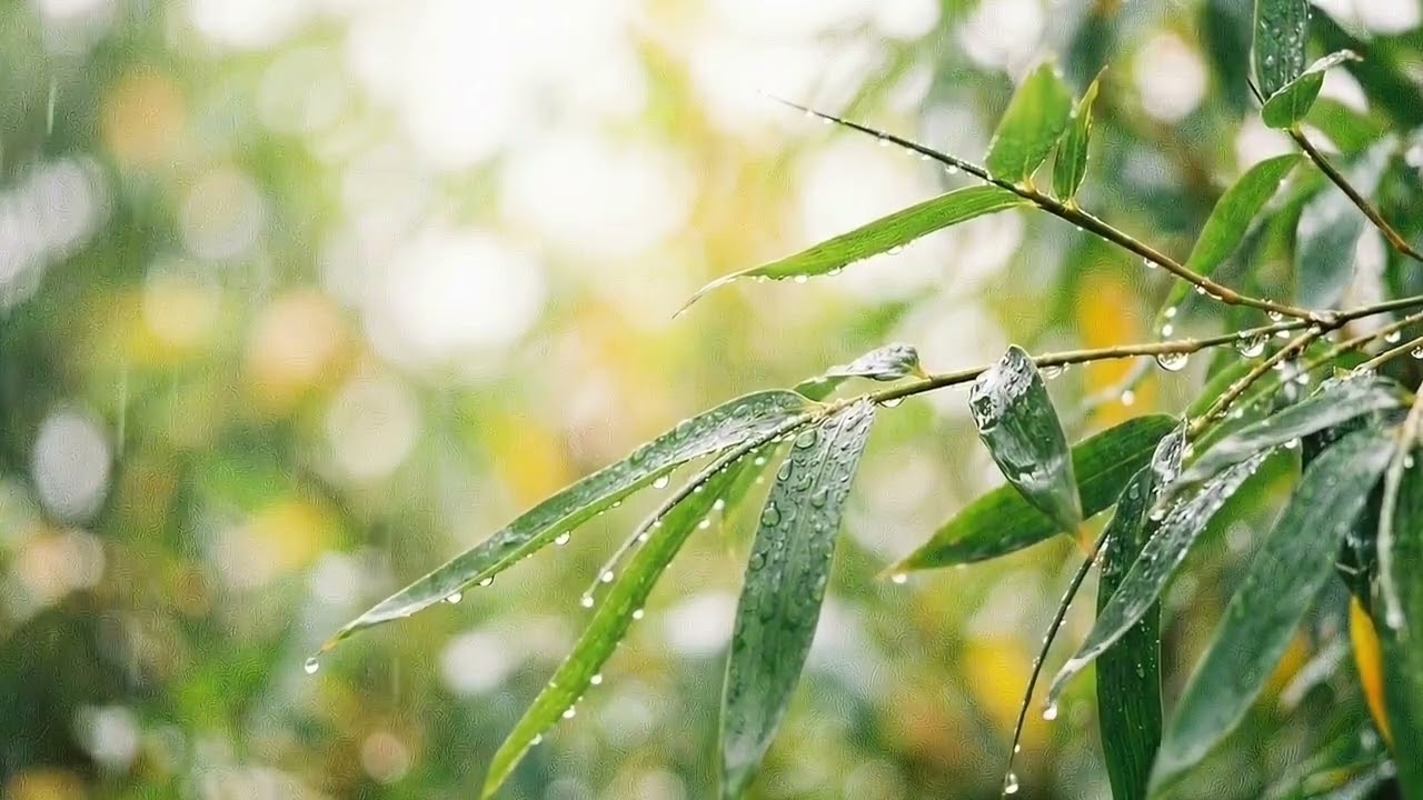 Just Rain in Natural Bamboo | Relaxing Rain Sounds for Sleep, ASMR & Slow Living