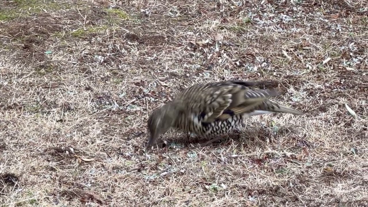 2026年1月26日　野鳥 、トラツグミ