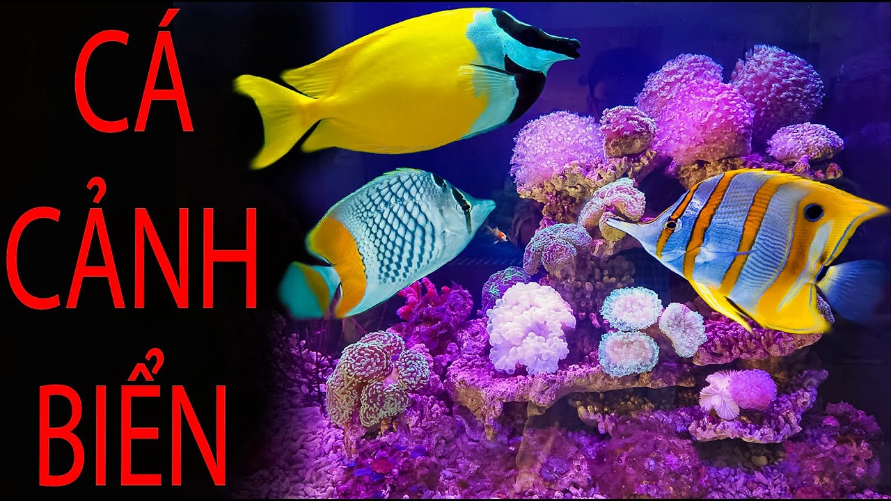 KINH NGHIỆM NUÔI CÁ BIỂN - SÀN CÁ CẢNH -  TV