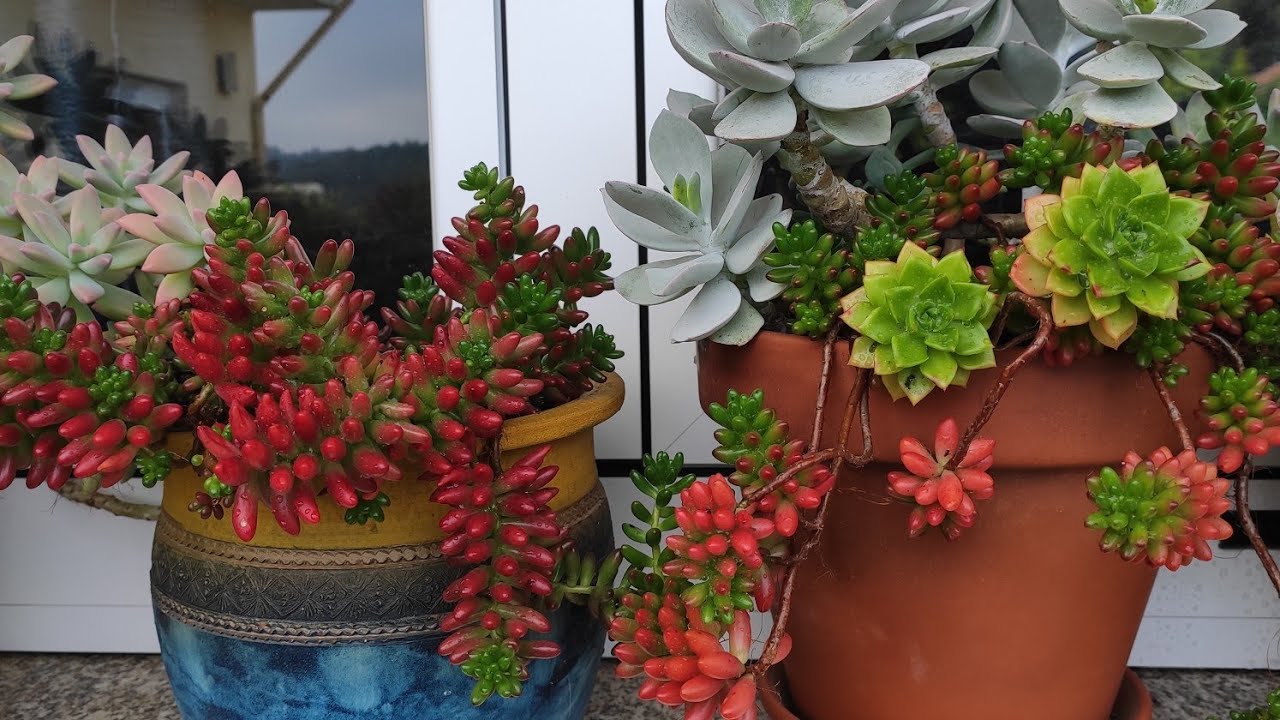 # Crassula falcata florida...flores gigantes da stapelia  ...e muito mais...💖🍀🌵🍀🌵💖
