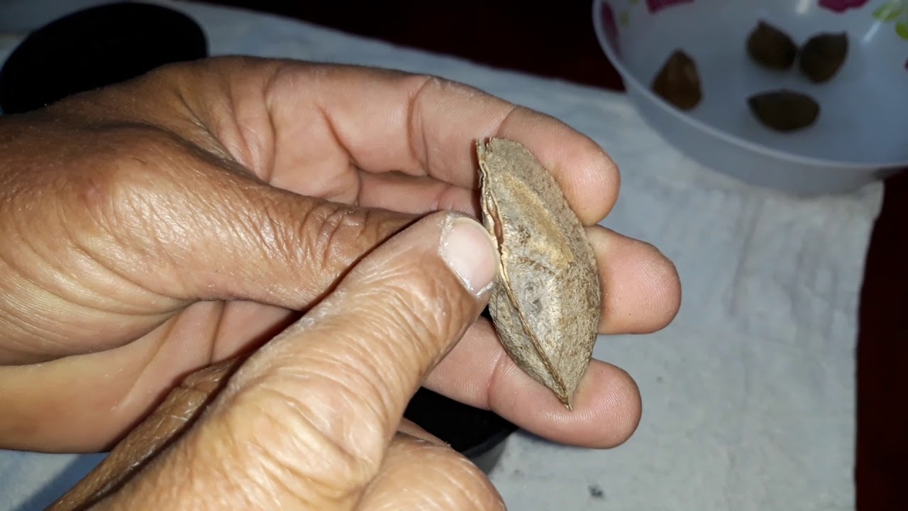 GERMINEI NOZES PECAN E CASTANHA DO PARÁ...FRUTOS!