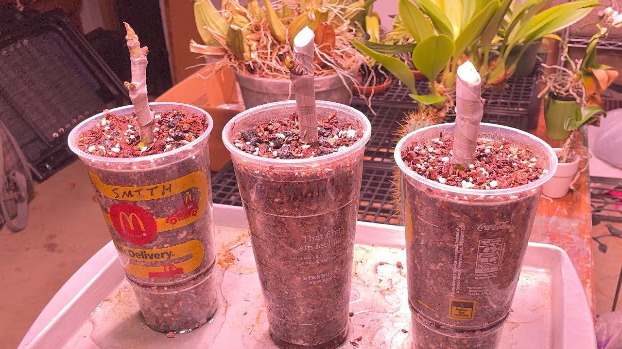 Rooting fig cutting experiment with orchid mix