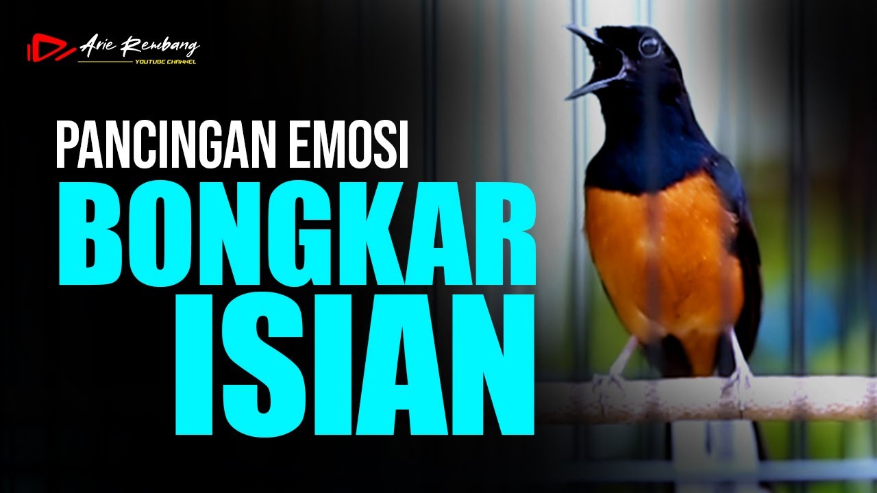 MURAI BATU GACOR PANCINGAN EMOSI BONGKAR MATERI FUL ISIAN