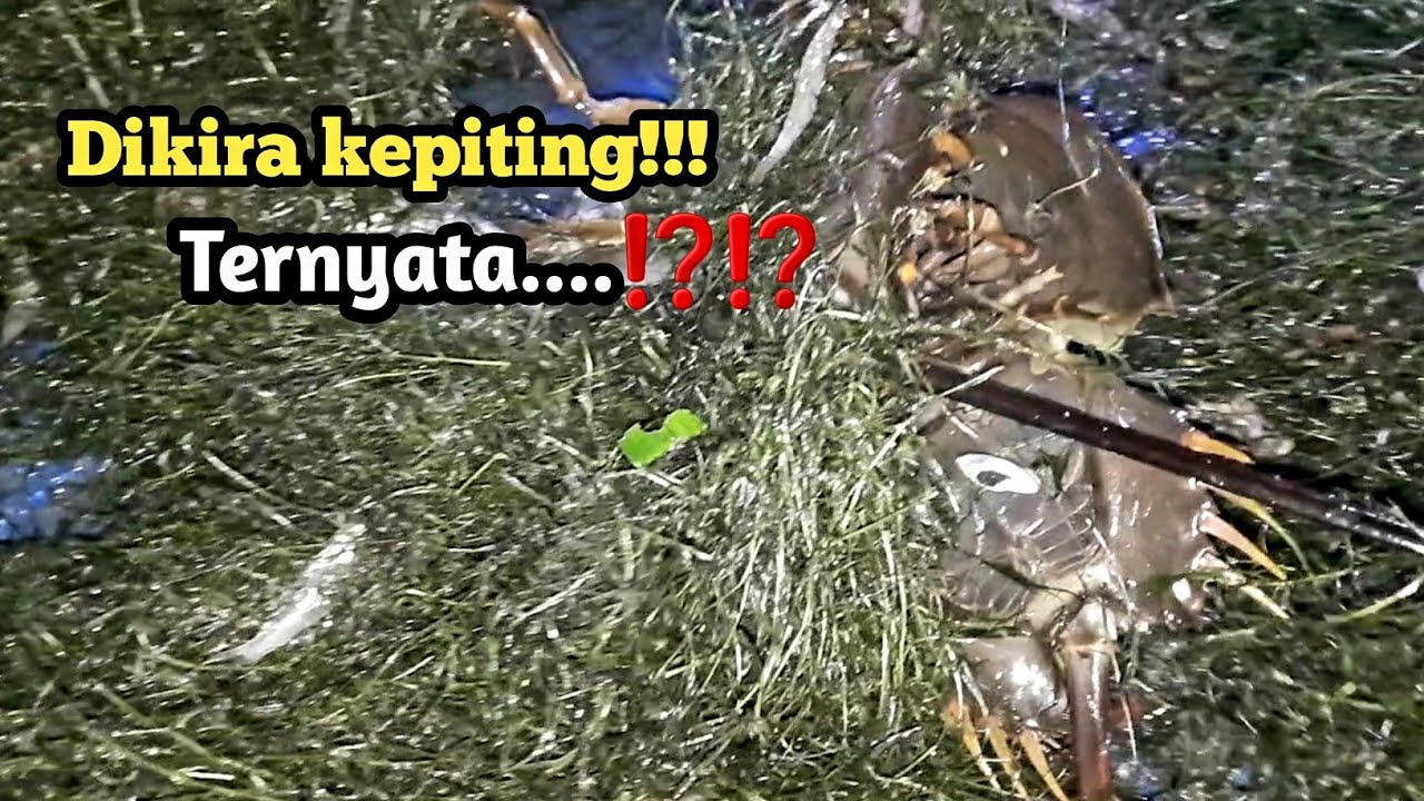 MASIH ADA REJEKI MESKI PANEN UDANG SAKIT part2 || PANEN TAMBAK TARAKAN
