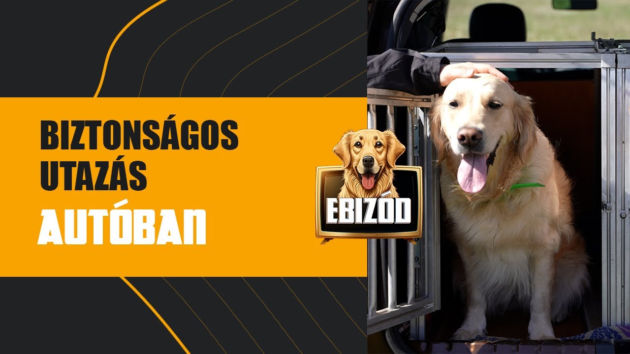 EBizód 3. rész - Biztonságos utazás kutyával az autóban, KépzettEB(b): hogyan szoktasd bokszhoz
