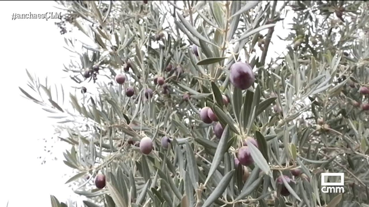 En 'Finca La Pontezuela' ya recogen la aceituna temprana | Ancha es Castilla-La Mancha
