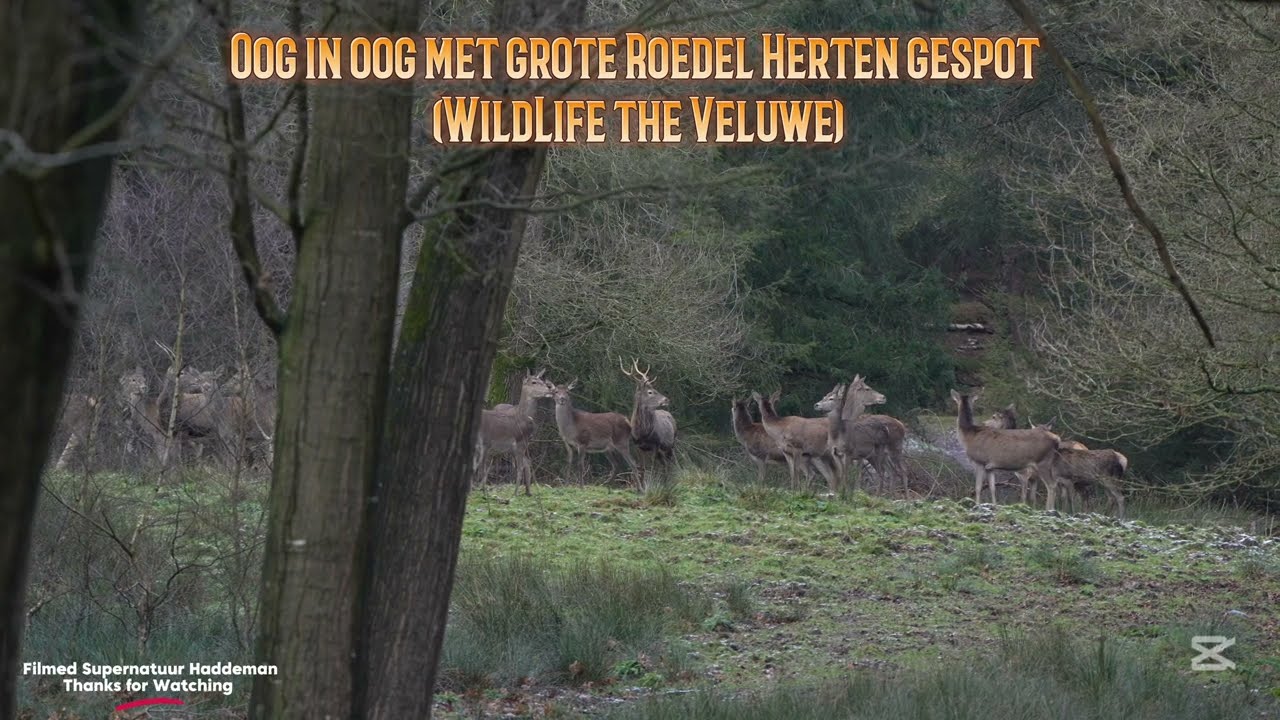 Oog in oog met grote roedel herten Wildlife op de Veluwe | Enjoying a nature moment in the forest 4k