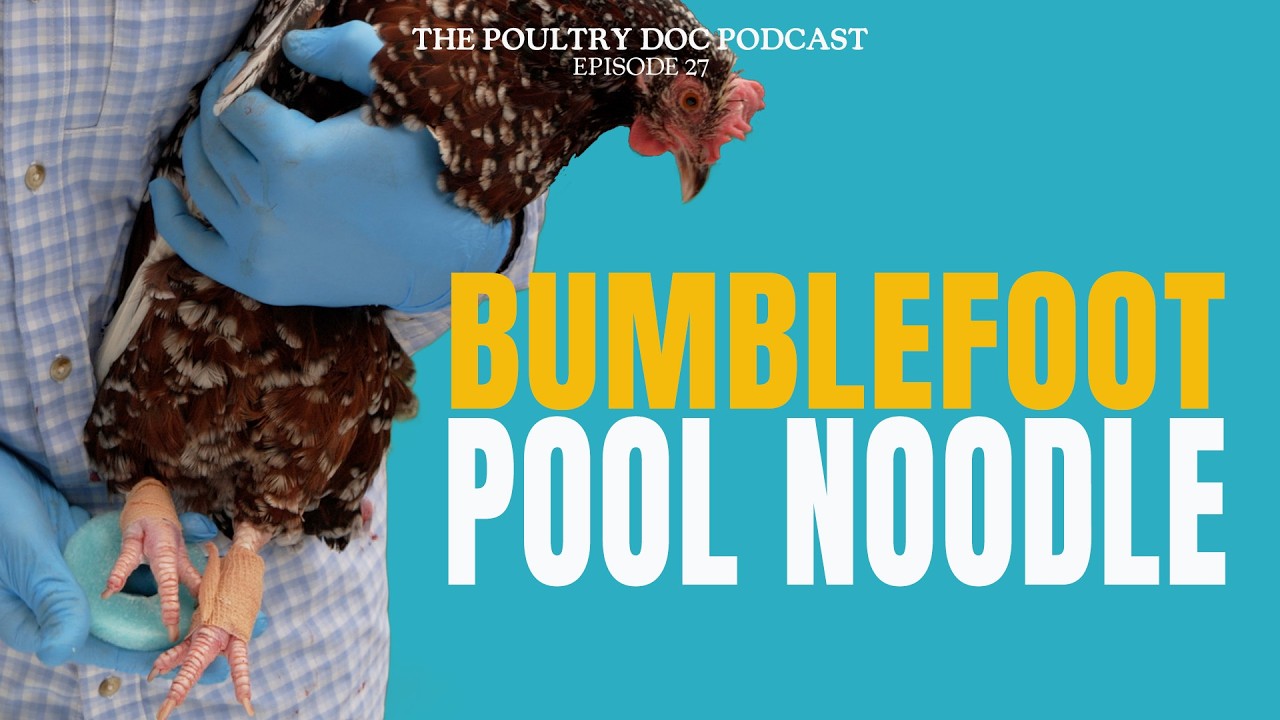 How a vet treats bumblefoot step-by-step, including the pool noodle shoe hack.