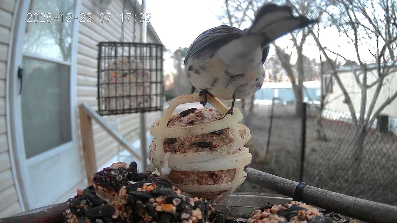 Bird of the day December 22nd 2025