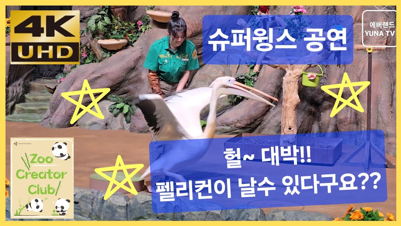 [에버랜드 4K] 슈퍼윙스 애니멀톡 공연, 헐~ 대박!! 펠리컨이 날수 있다구요??  2025-05-17