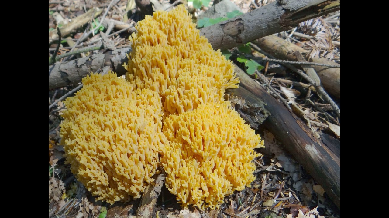 Ramaria flava