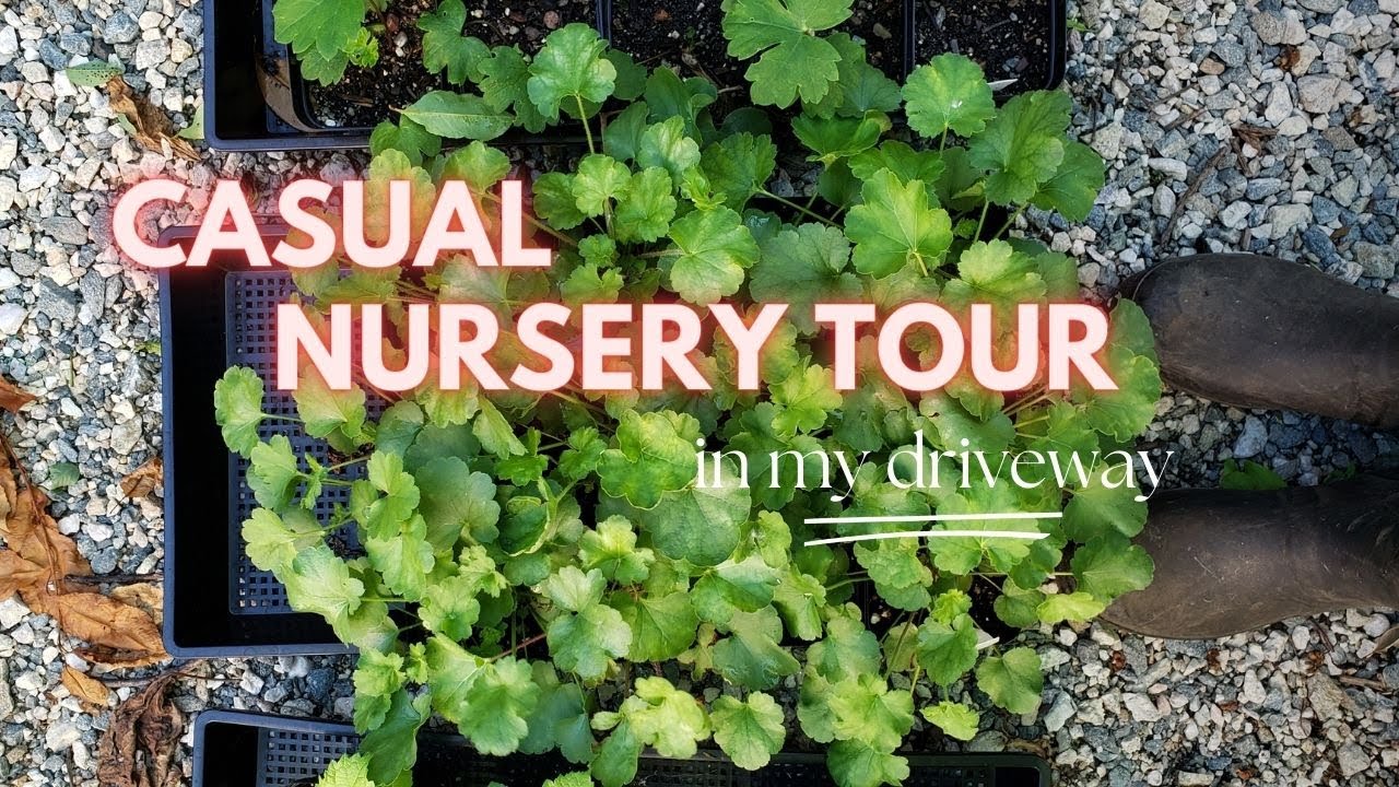 my driveway nursery all from SEED - early July - Zone 6A gardening