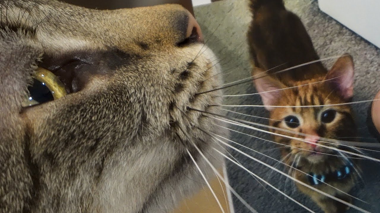 From One Cat to Other Cats • 6.28.19