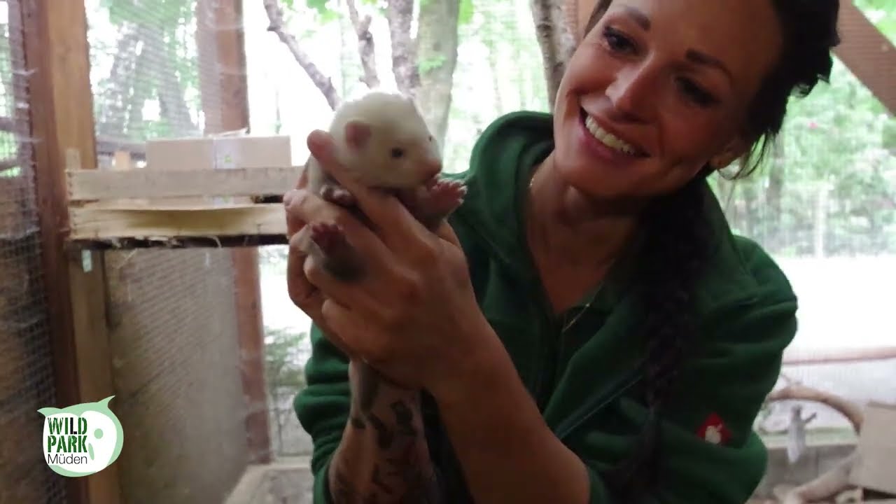 Viele Tierkinder im Wildpark Müden - Elche, Frettchen, Heidschnucken, Falken und Eulen