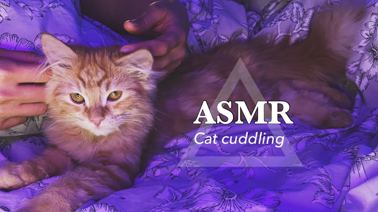ARABIC ASMR | CAT CUDDLING 🐱 بسة