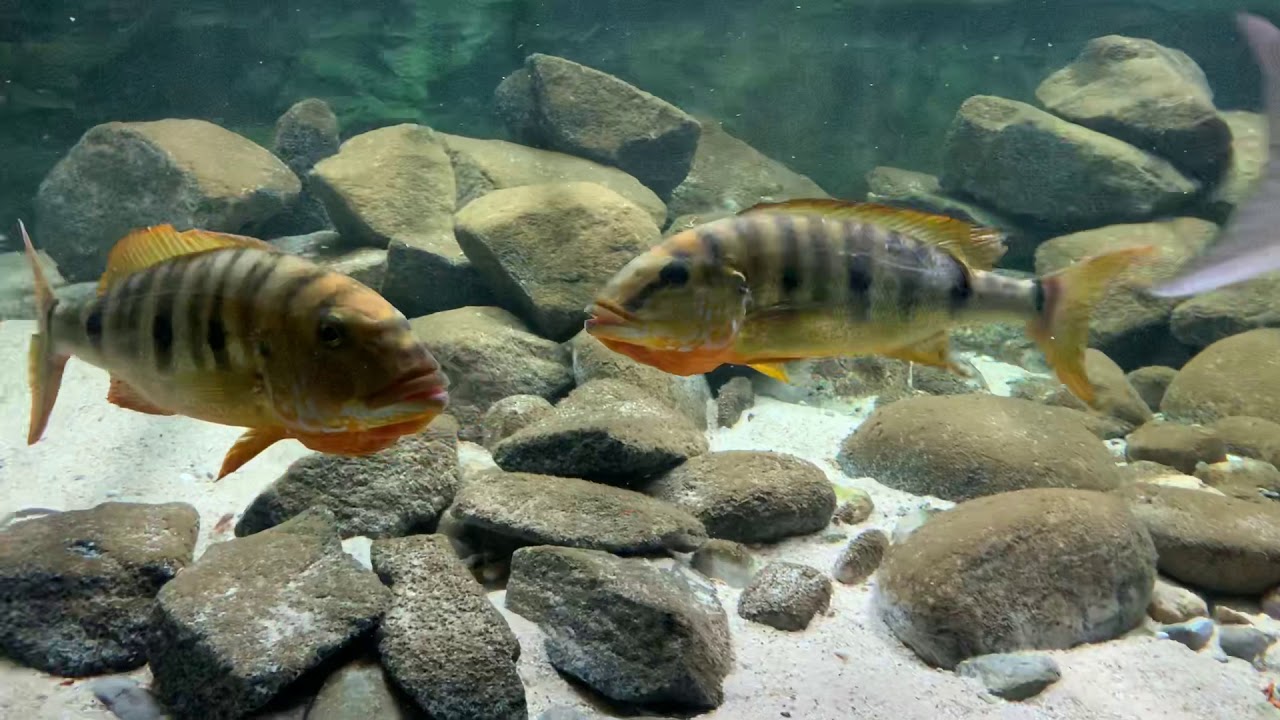 Boulengerochromis microlepis pair in breeding mood