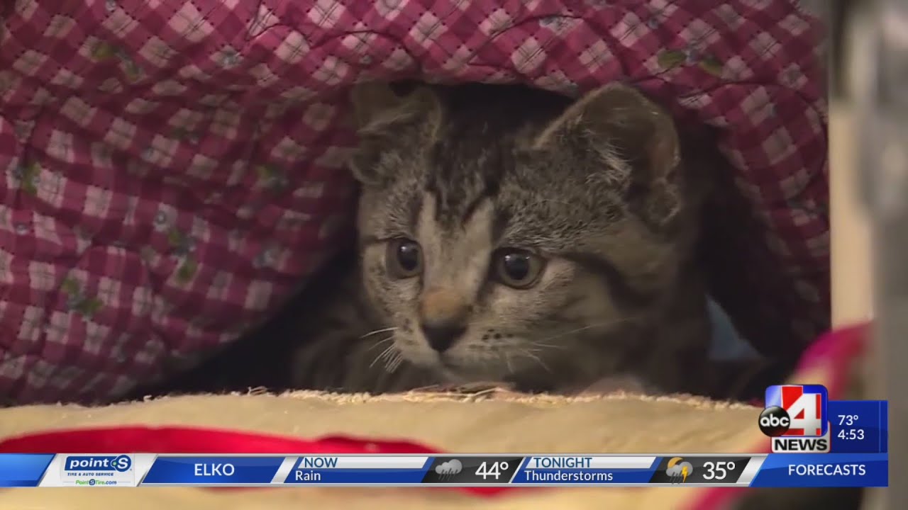 Garbage man rescues a kitten sprayed into trash can