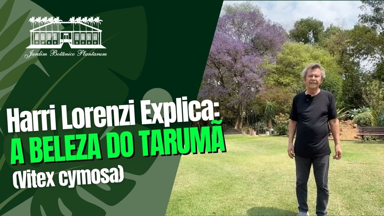 Tarumã: A Árvore Nativa de Flores Roxas Que Encanta o Brasil