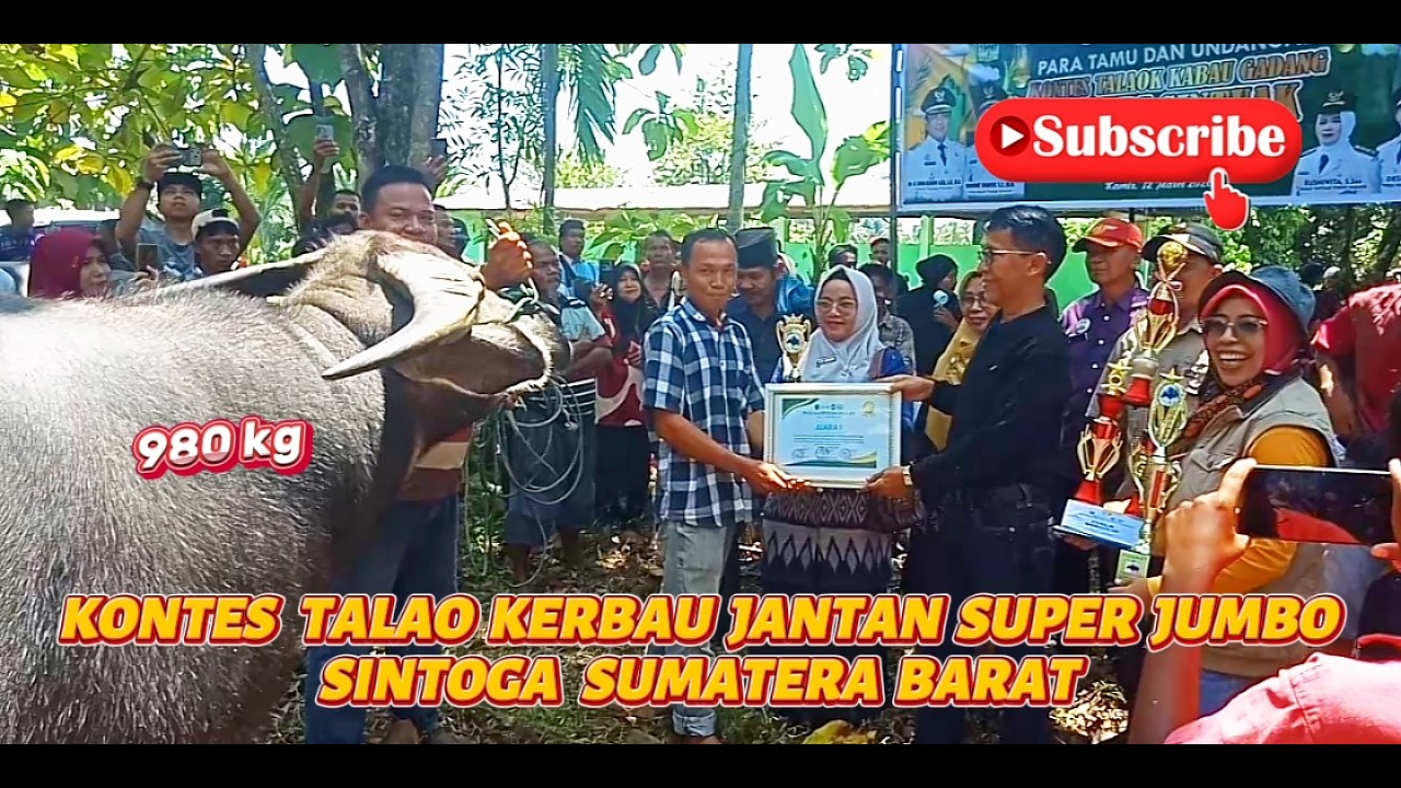 KONTES TALAO KERBAU  JANTAN SUPER JUMBO SINTOGA SUMATERA  BARAT
