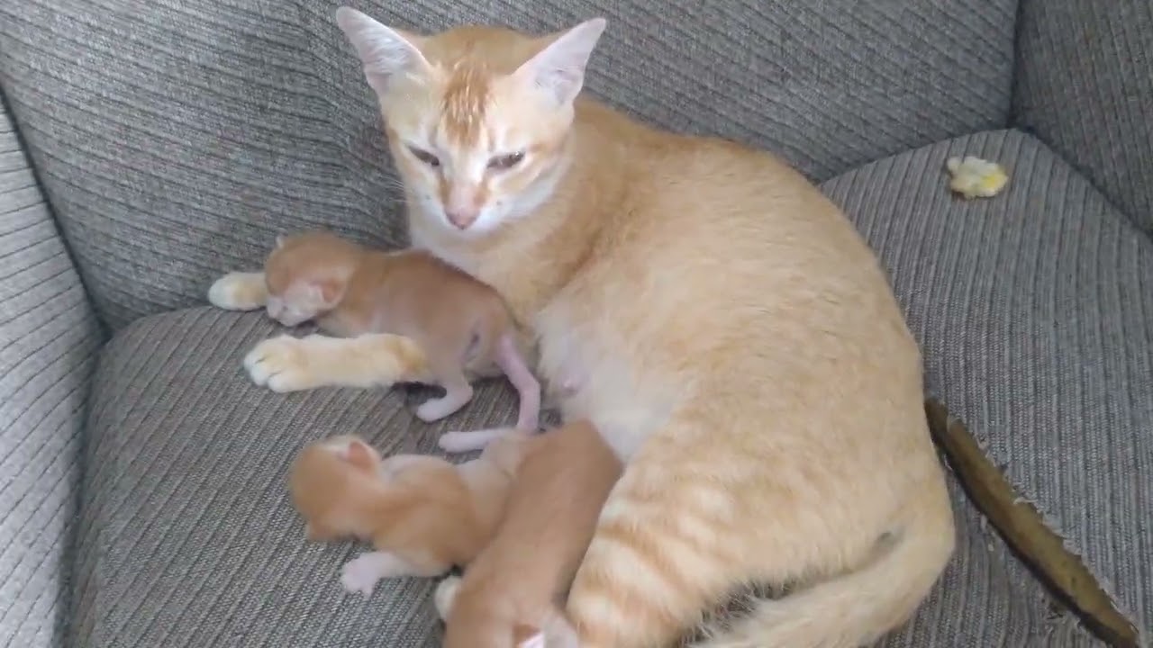 Selalu disamping anak#cat#cute#shortviral #kitten #funny #fyp 