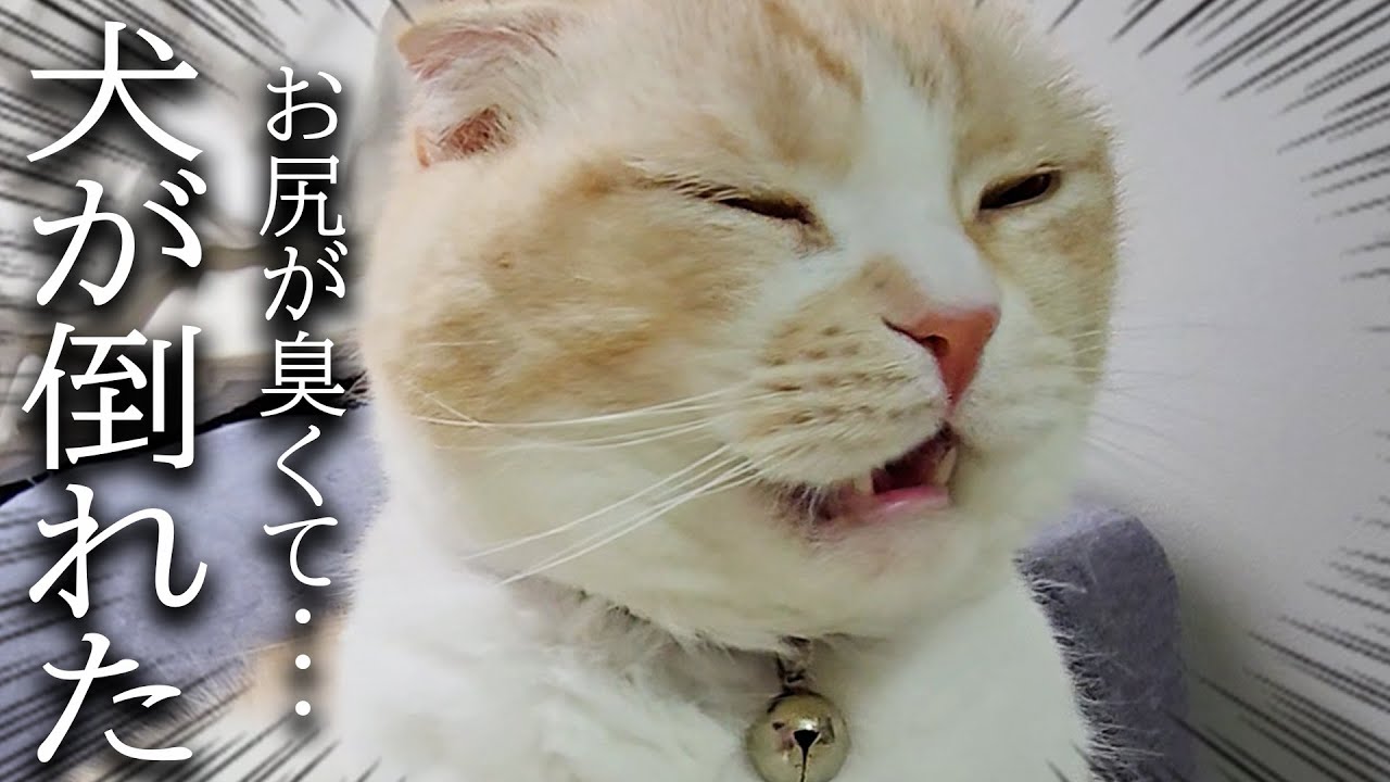 うんち直後のお尻の臭いを嗅いだ猫と犬が気絶寸前でこうなった...