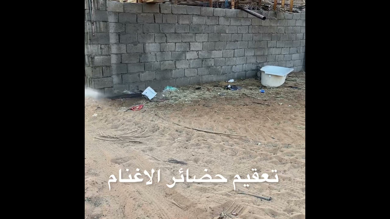 تعقيم ورش حضائر الغنم