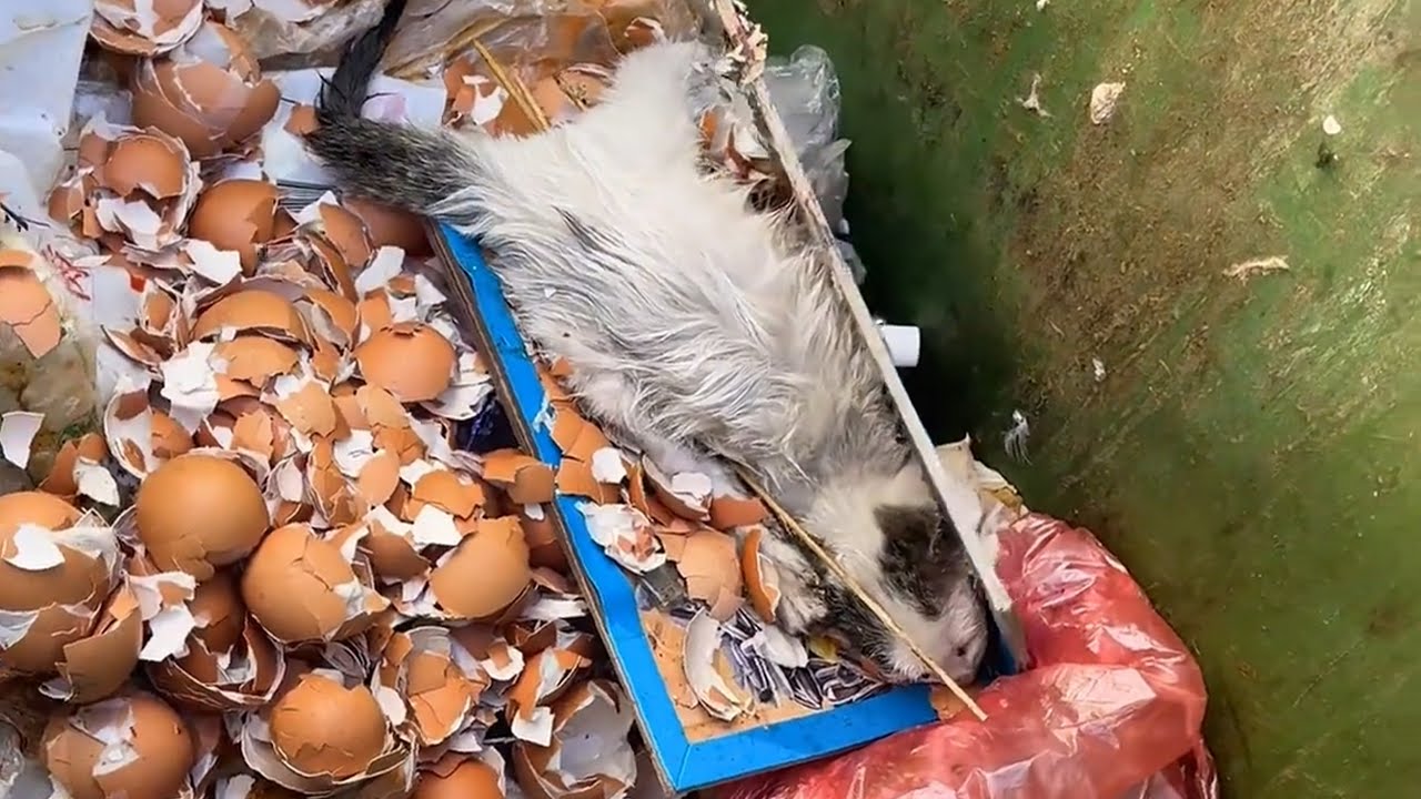 A baby kitten was found trapped in the garbage and kept wailing, but no one came to its rescue